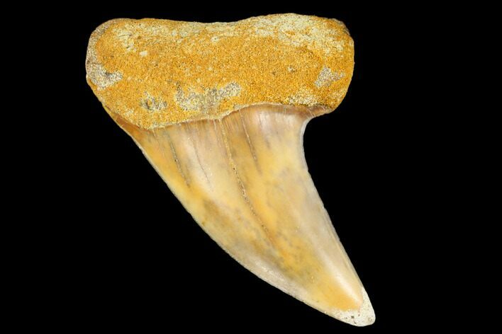 Colorful Mako/White Shark Tooth Fossil - Sharktooth Hill, CA #113903